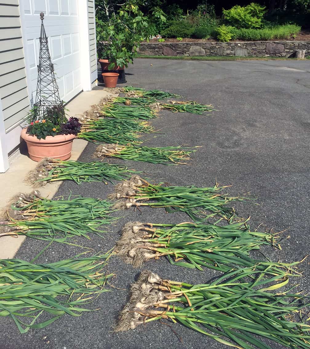 July is the time when garlic is usually harvested. Once the tips of the plant start to yellow and turn brown that's your cue to pull the plants and bring them undercover to dry. After these plants dried for a couple of hours on the driveway, we tied them in bundles and hung them in the garage.