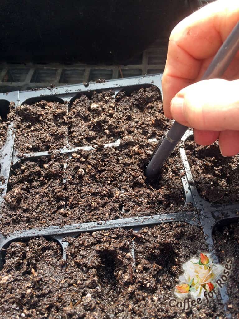 Once you have the wet seed starting mix in the containers, it's time to add the seeds. Read your seed packet to see if the seeds you're starting should be covered with soil or not. Zinnia seeds do get covered, so I used a pen top to make a small hole in each plastic cell. I will drop one seed into each hole. Your plants will grow bigger and faster if you don't put more than one per pot or cell in your flat. 
