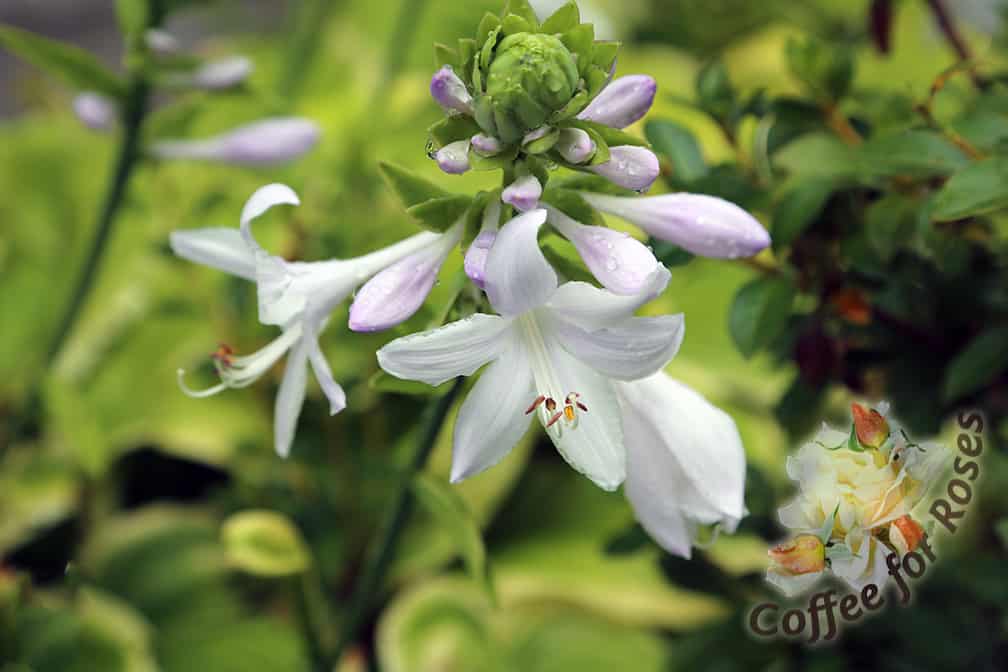 Most white Hosta flowers are fragrant. 'Fragrant Bouquet' is one of my favorites.