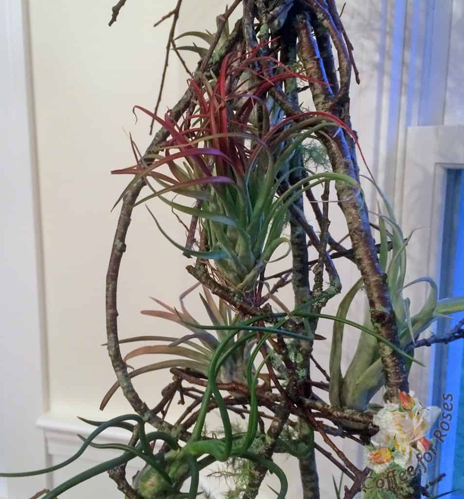 Growing and Displaying Air Plants (Tillandsia) | Coffee For Roses