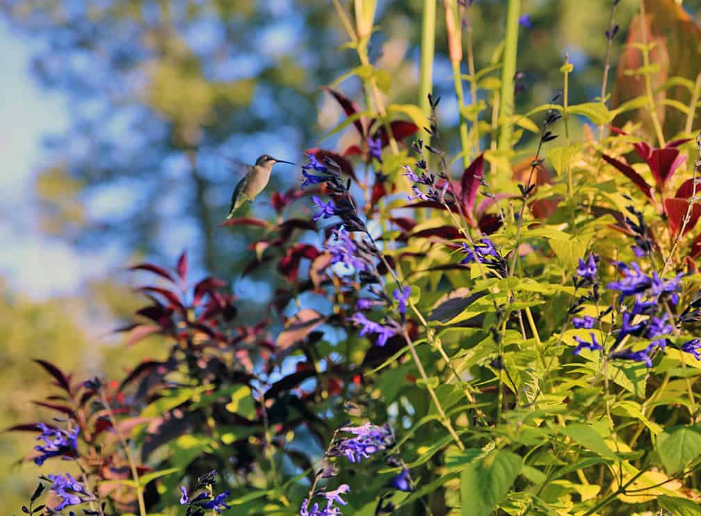 We love hummingbirds and don't believe that they are only drawn to red flowers. My hummingbirds are especially drawn to Salvia 'Black and Blue."