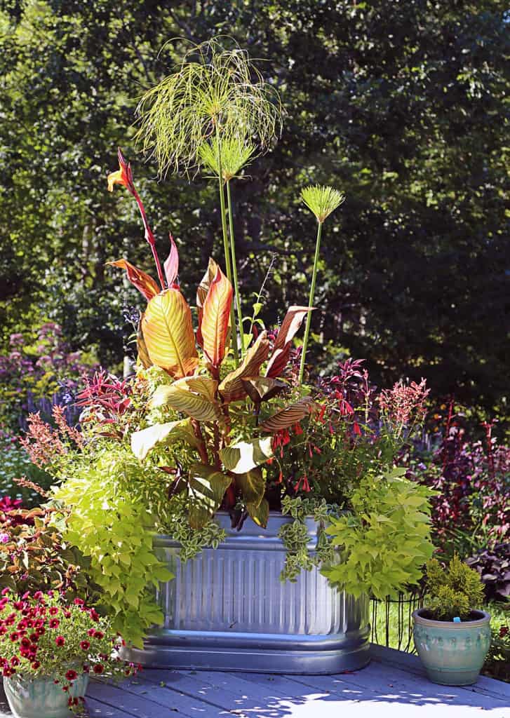 Consider adding a plant such as King Tut papyrus and any lime-green sweet potato vine to your larger containers. These plants are illuminated in the evening sun and they make good companions for those hummingbird favorites listed at the end of this post.