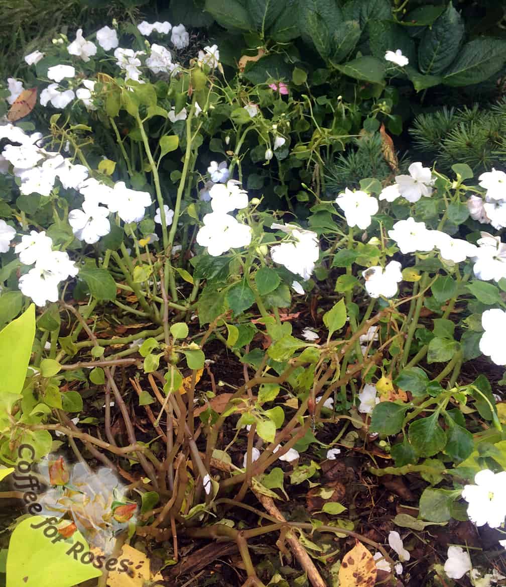 In early September I noticed that my peach-colored impatiens had stopped flowering and had begun losing all their foliage and melting away.