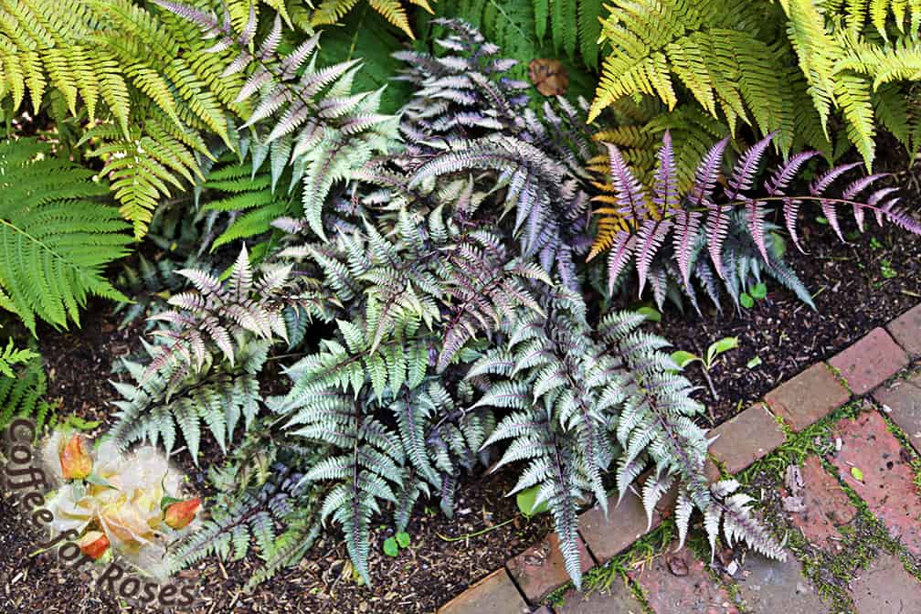 I love the Japanese Painted Fern and if you want more color in your shade garden, you will too! 