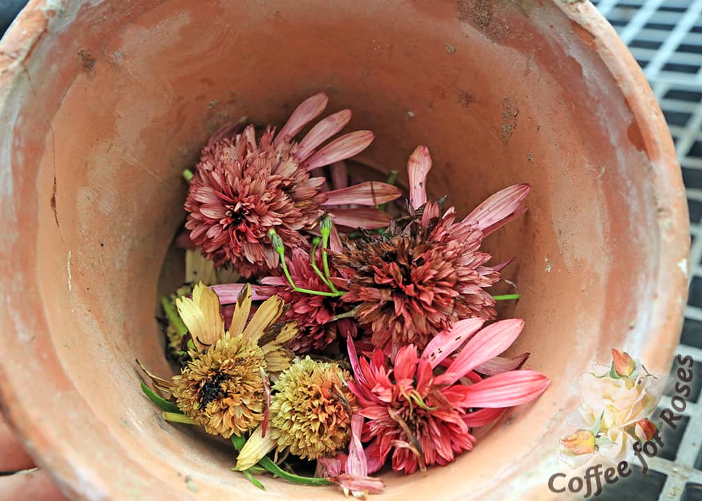 You can either throw the infested cones in the garbage, or put them where they can't possibly pupate into the soil. In a clay flower pot in a hot garden shed, for example. If you routinely burn garden debris these could also be tossed into the fire. Just don't throw them in the compost or leave them in the garden. 