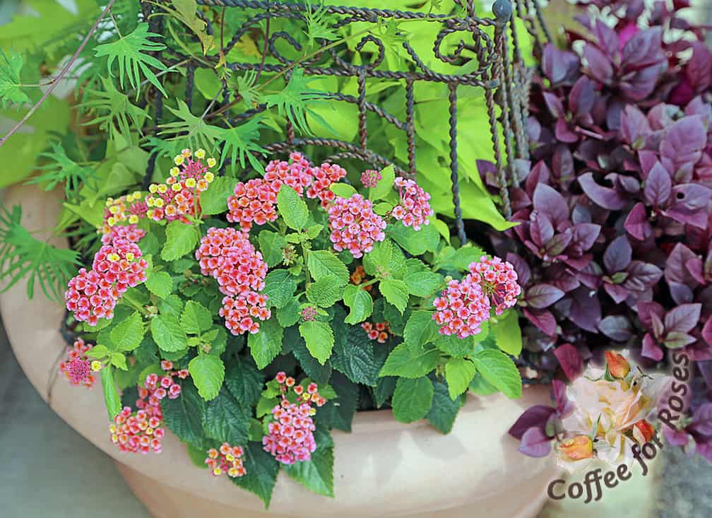 This pot is on my asphalt driveway, facing south, so you know the plants here have to be heat-tolerant! Lantana, and the red-foliage Alternanthera 'Little Ruby' are perfect in this hot spot.