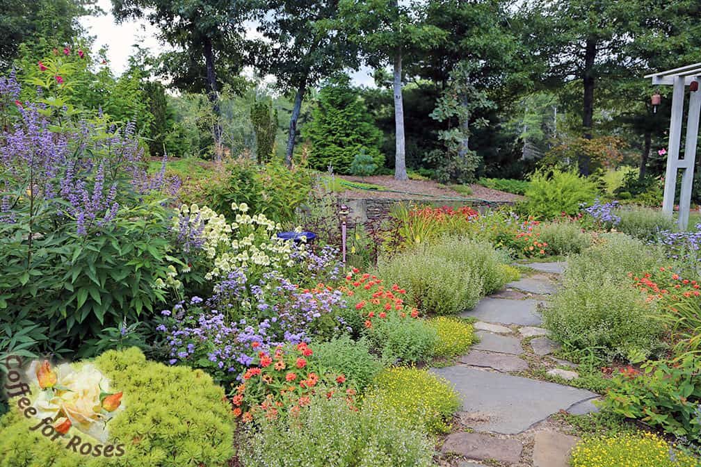 Although I miss the color that the daylilies added, now the white Echinacea 'Milkshake,' Profusion zinnias, Sedona coleus, and 'Blue Horizon' Ageratum can take center stage. 