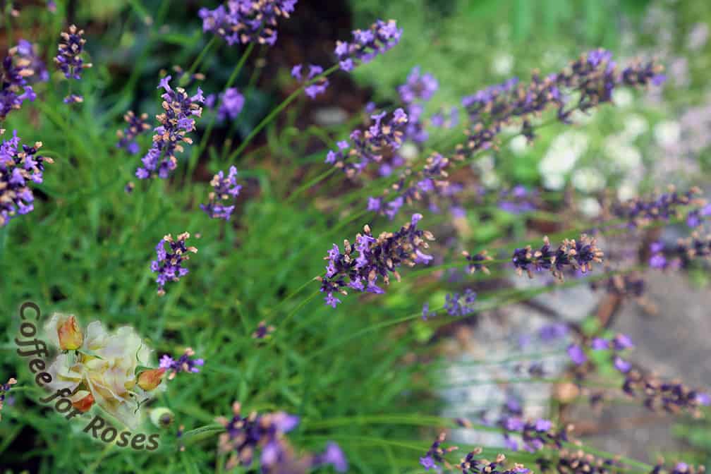 Begin by cutting stems of lavender that are as long as possible. Some varieties have very long stems, so this is easy, but others are shorter so do the best you can with what you've got. 