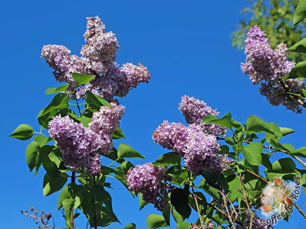 I've never seen lilacs do so well on Cape Cod, Santa. Spectacular.