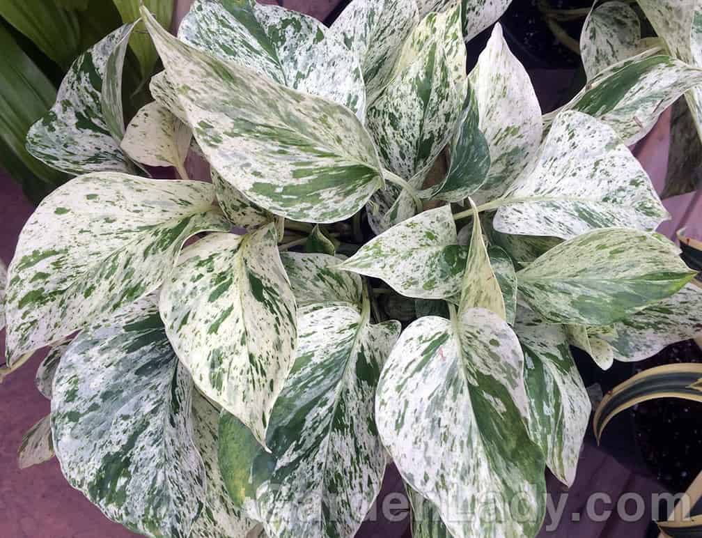 This pothos is not only easy to grow, but it brightens up any display of all-green plants.