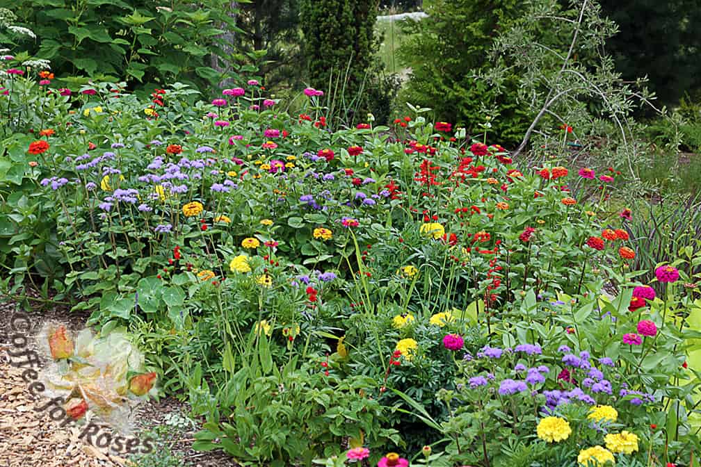 I love a field-like planting of annual bedding plants and marigolds often play a role in my Annual Alley flower beds.