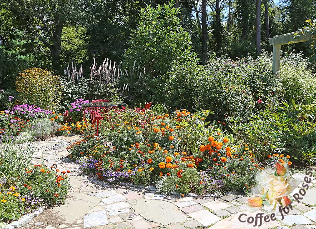 This garden was planted with a mix of marigolds that I grew from seed and together with other annuals and perennials, it made this garden look like a Mexican fiesta all summer long. Party time! 