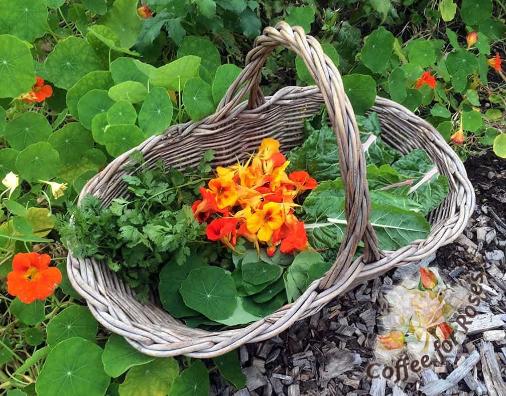 Here are the ingredients for my nasturtium pesto. Nasturtium leaves and flowers, chard and cilantro.