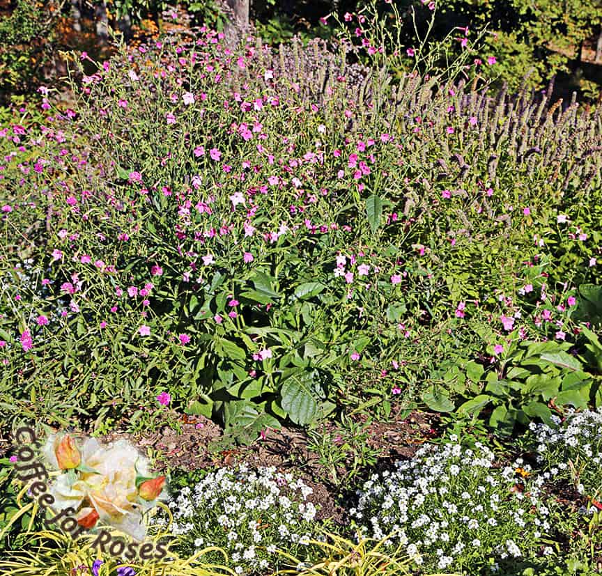 Here is that same garden in late-October. You can see that the blue Agastache has faded, and I've added another great fall-flowering plant, Snow Princess Lobularia, but the Nicotiana keeps cooking along. This plant provides food for migrating hummingbirds through the fall. Your garden will be a hummingbird rest-stop! 