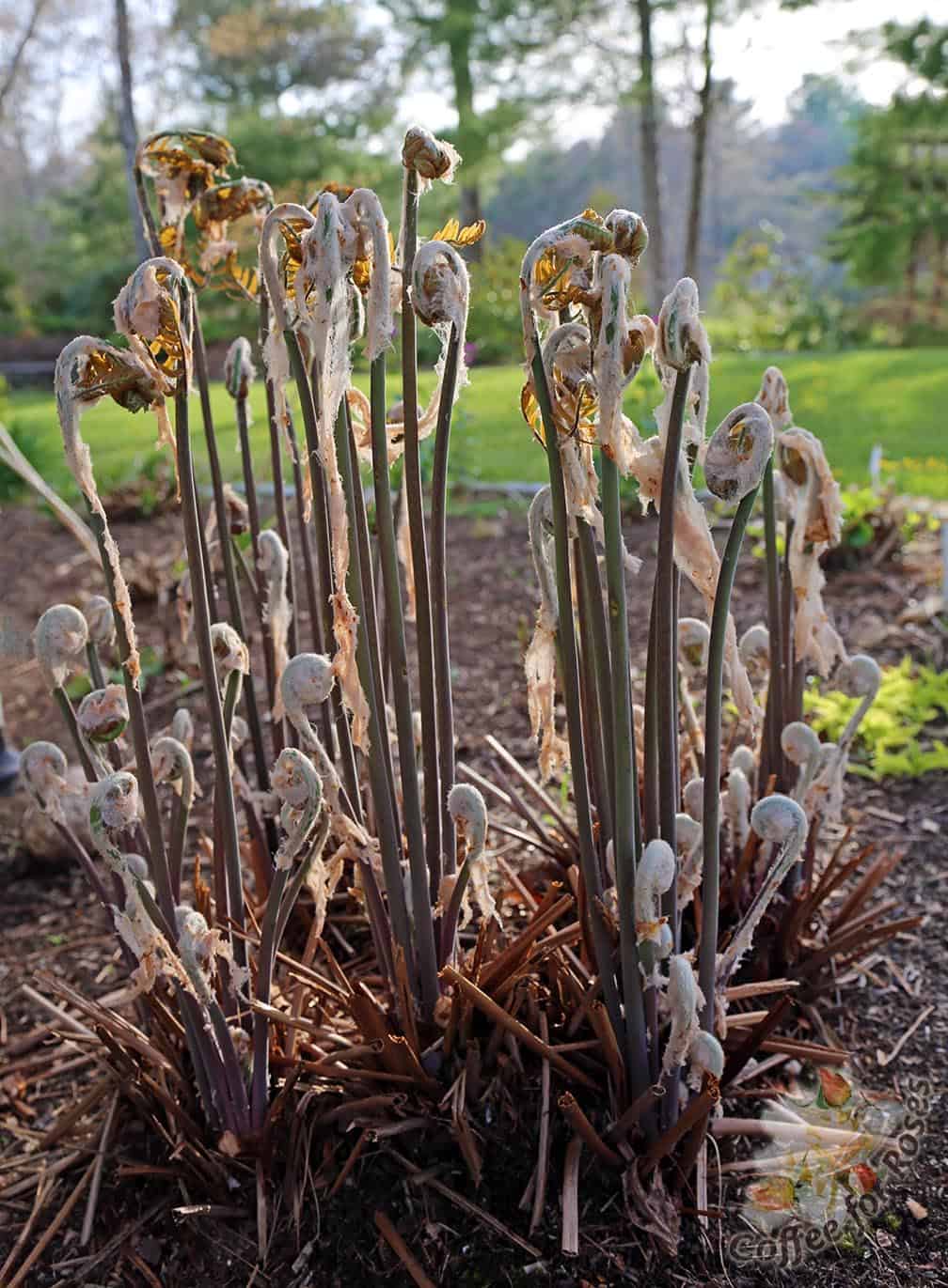 Watching the Osmunda fern grow helps me to remember to stop and appreciate how lovely this season is.