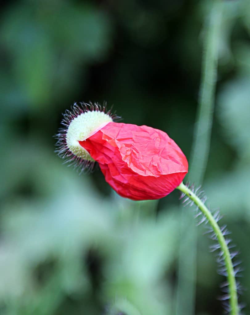 Going out to the poppy patch with a cup of coffee in the morning is a magical way to start the day. The buds often sport small parts of their fuzzy covering as they open. 