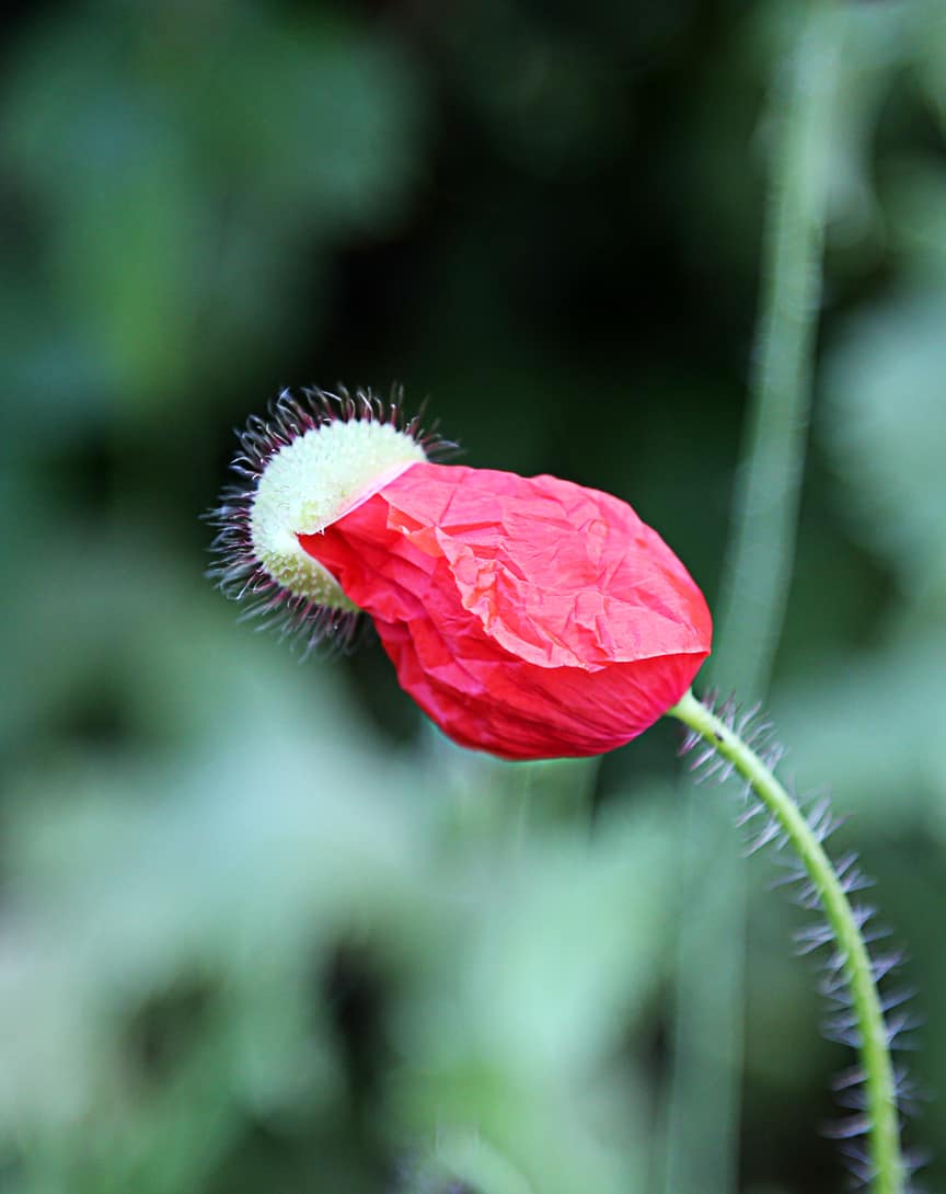 I Love Papaver rhoeas