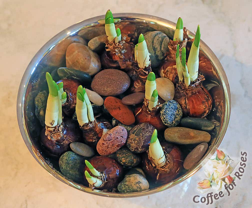 Paperwhites are great in a bowl filled with those beach rocks you have picked up over the years and never know what to do with. Those smooth stones always look better when they're wet, right? So using them with paperwhites is the perfect combo...