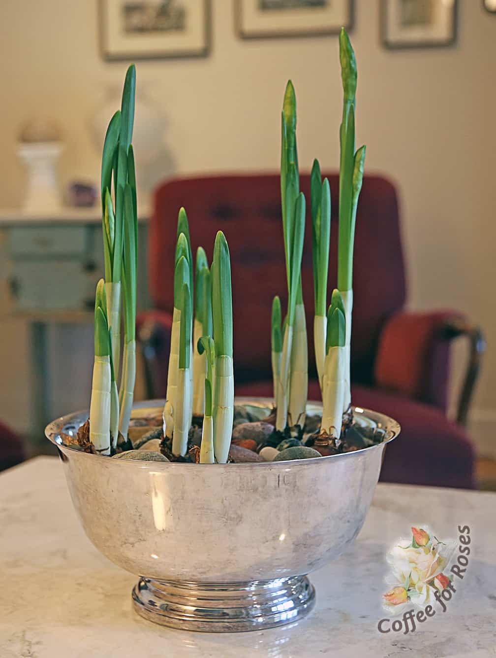 Once the narcissus are about five or six inches tall it's time to provide support. Here's how I did it...