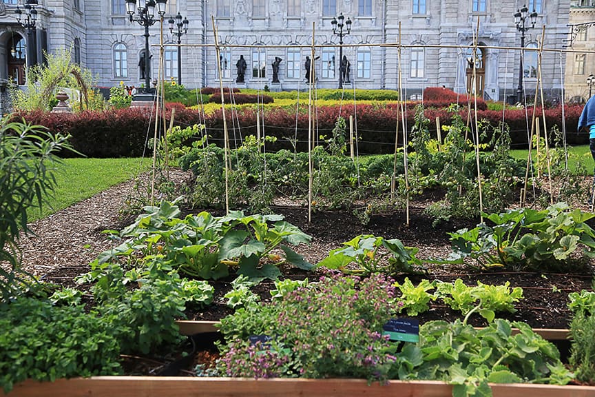 Some of the vegetables were placed in the ground, and others grown in raised beds or Smart Pots.