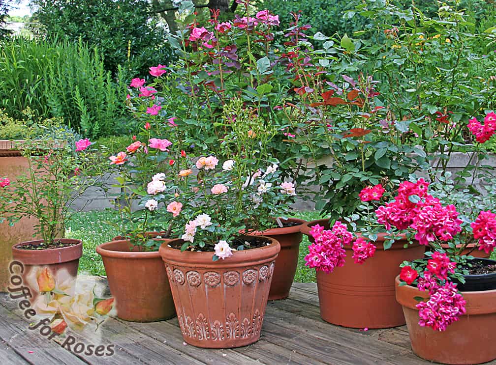 This is how my deck rose garden looked one summer. All of these rose bushes are first-year plants, so you can see that you get a lot of bang for your buck with this type of garden.