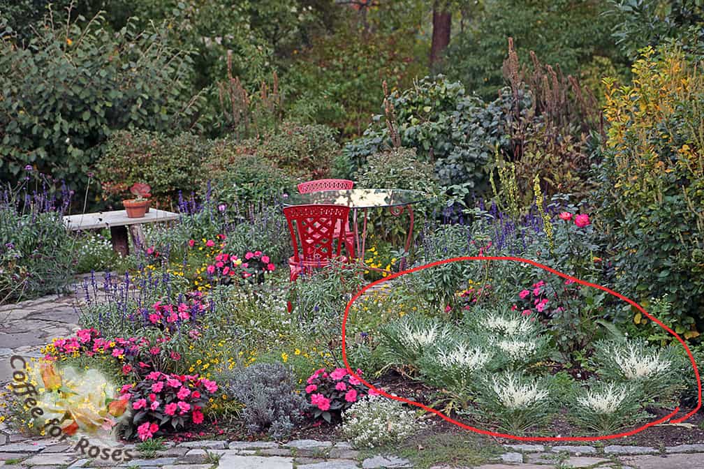 This area shows how one space in the garden can be used for several seasons of interest by switching out and layering plants. In this section are three peonies with several clumps of daffodils in between. So the bulbs poke up and flower in April and May. The peonies are in bloom in June and they fill this area with foliage until September. But in late summer or early fall I cut the peony foliage to the ground and plant something for fall into winter - this year it was white peacock kale. In previous years I have planted Snow Princess Lobularia.
