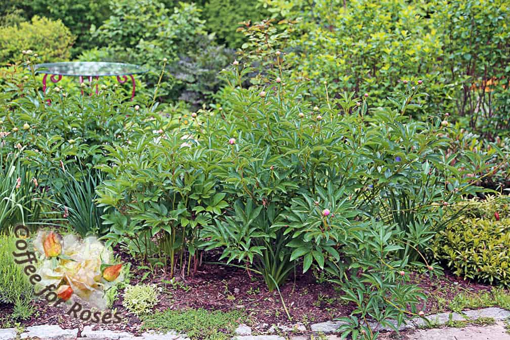 This peony has stems that fall over more quickly than others...maybe because it's in a bit more shade and reaching for the light, or perhaps because the crown of the plant is closer to the surface. It could also be that this plant gets more fertilizer since I routinely plant annuals in this bed around these peony plants. No matter what the cause, however, this is one peony that I have to either pick the flowers as they open or provide some support to the stems.