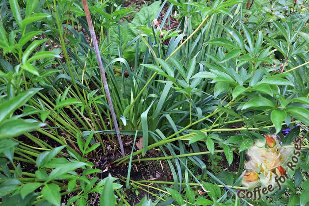 This is step one. Take a sturdy bamboo stake and poke it down at least a foot into the ground in the center of the plant or close to it. Choose a stake that won't show above the top of the plant once it's in the ground to a depth of a foot to eighteen inches.