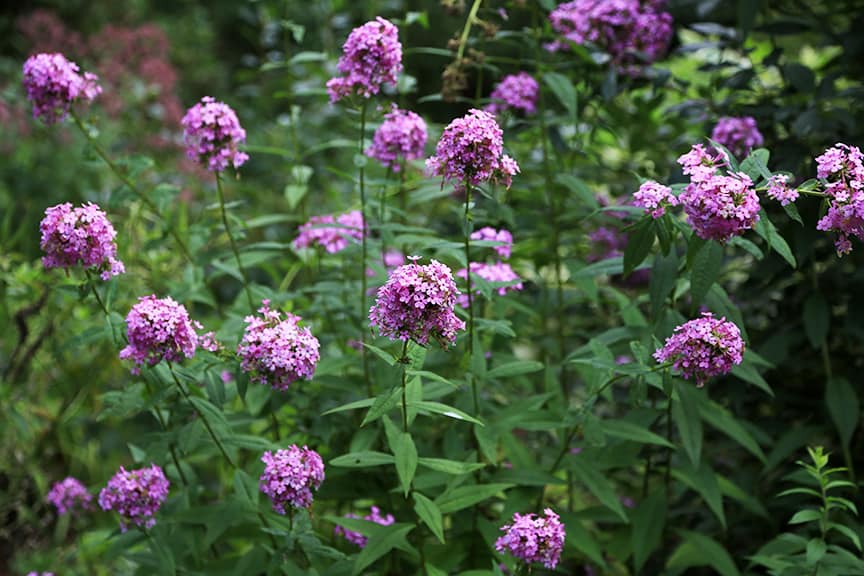 I love this plant: Phlox paniculata 'Jeana' because it is mildew free, flowers for a long time, and attracts butterflies like nobody's business. I grow it in part-sun and it does very well. Smaller flowers than other summer phlox varieties, but more carefree and longer flowering. 