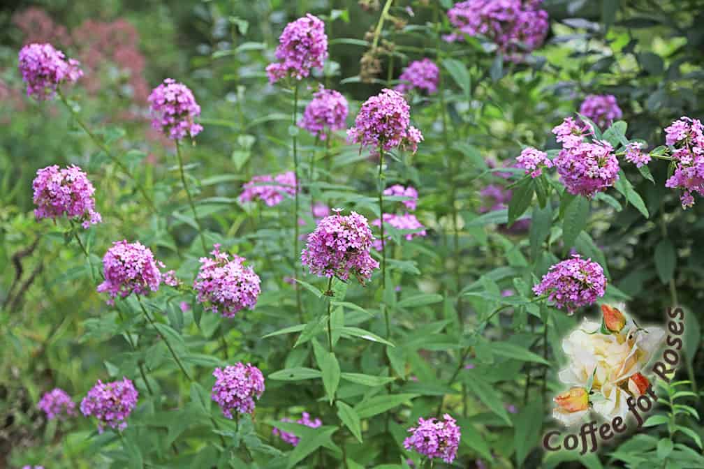 Phlox 'Jeana' flowers for a long time, is tolerant of part shade, and attracts butterflies. And there's more: it's highly mildew resistant as well. 