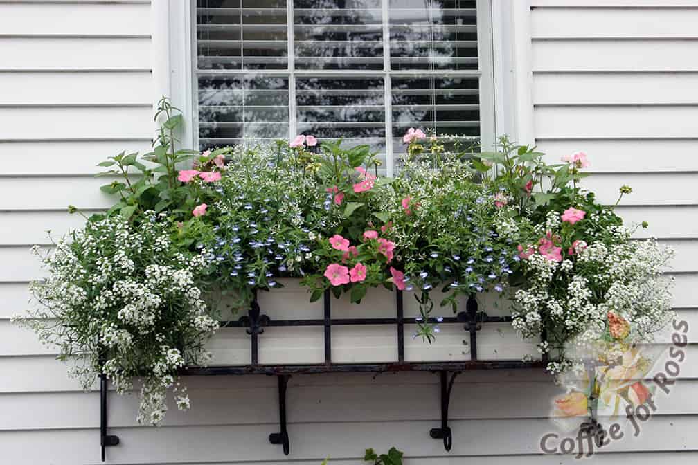 I like this combo for the classic pink, white and blue theme. Most of the plants (except the vinca) are Proven Winners plants and I know that as the summer goes on the pink Supertunias, the Snow Princess Lobularia and the Diamond Frost Euphorbia will dominate here and be spectacular until frost. 