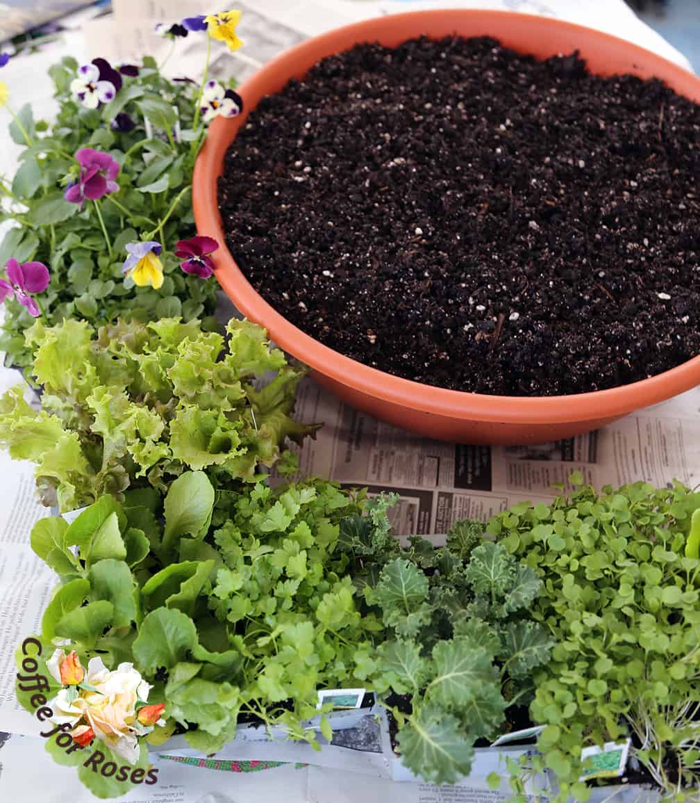 Get the potting soil wet before you fill the bowl. This is an important step for success! Fill the bowl with the damp potting mix but don't press it down hard...water it in to settle the mix before planting.