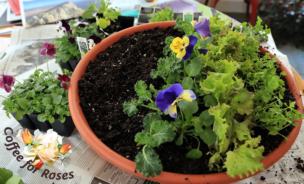 You can plant the herbs, lettuce and pansies in clusters, or in rows. This larger pot was planted in rows to mimic a veggie garden.