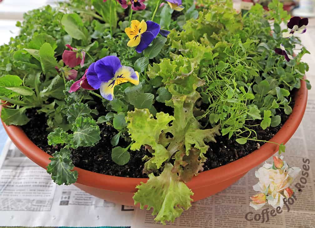 Did you know that pansy flowers are edible? They look pretty in a salad and have a nice, wintergreen-like flavor as well.