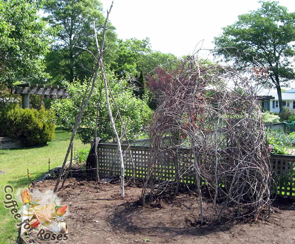 Here are two frameworks that Roberta and I made one summer at the Master Gardener Demonstration Garden. The rounded one on the right made good use of the many large and long Smilex roots I pulled from Poison Ivy Acres that spring. They were woven in and out among the twigs and sticks.