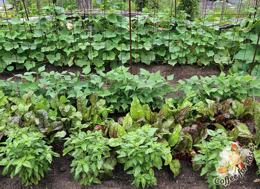 Here is how our garden looked one year when there were pole beans planted in late-June on one section of fence supports and cucumbers planted on the other section. Both had been used for sugar snap peas earlier in the season. In front of those are chard and basil.