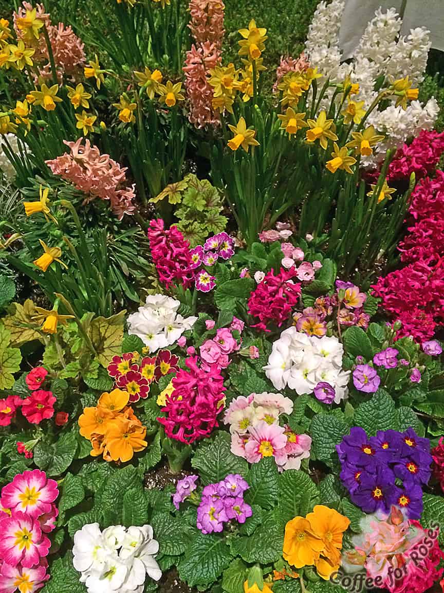 Polyanthus primroses are a favorite for creating colorful displays at spring flower shows. You can do something similar in your house as well! 