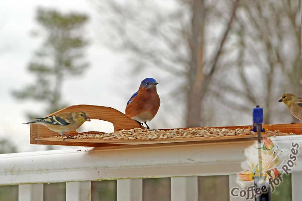 This pop-up feeder is a favorite with the Bluebirds and Gold Finches as well. All the birds seem to love shelled sunflower seed.