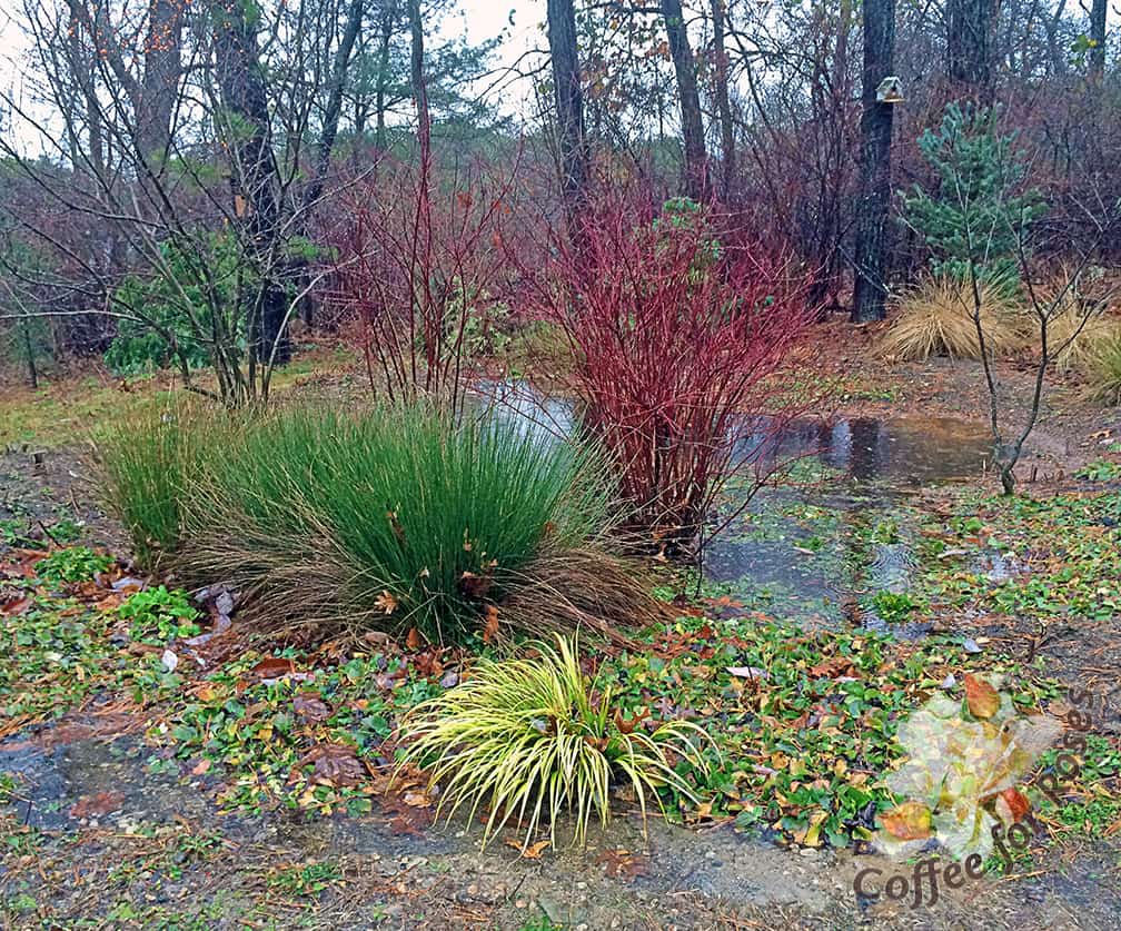 My rain garden has plants that not only thrive when wet or dry, but selections that are interesting in all four seasons. Variegated red twig dogwood, winterberry holly, Juncus (rush) a yellow carex, and the ground cover Chrysogonum virginianum are just a few of the plants that do well here.