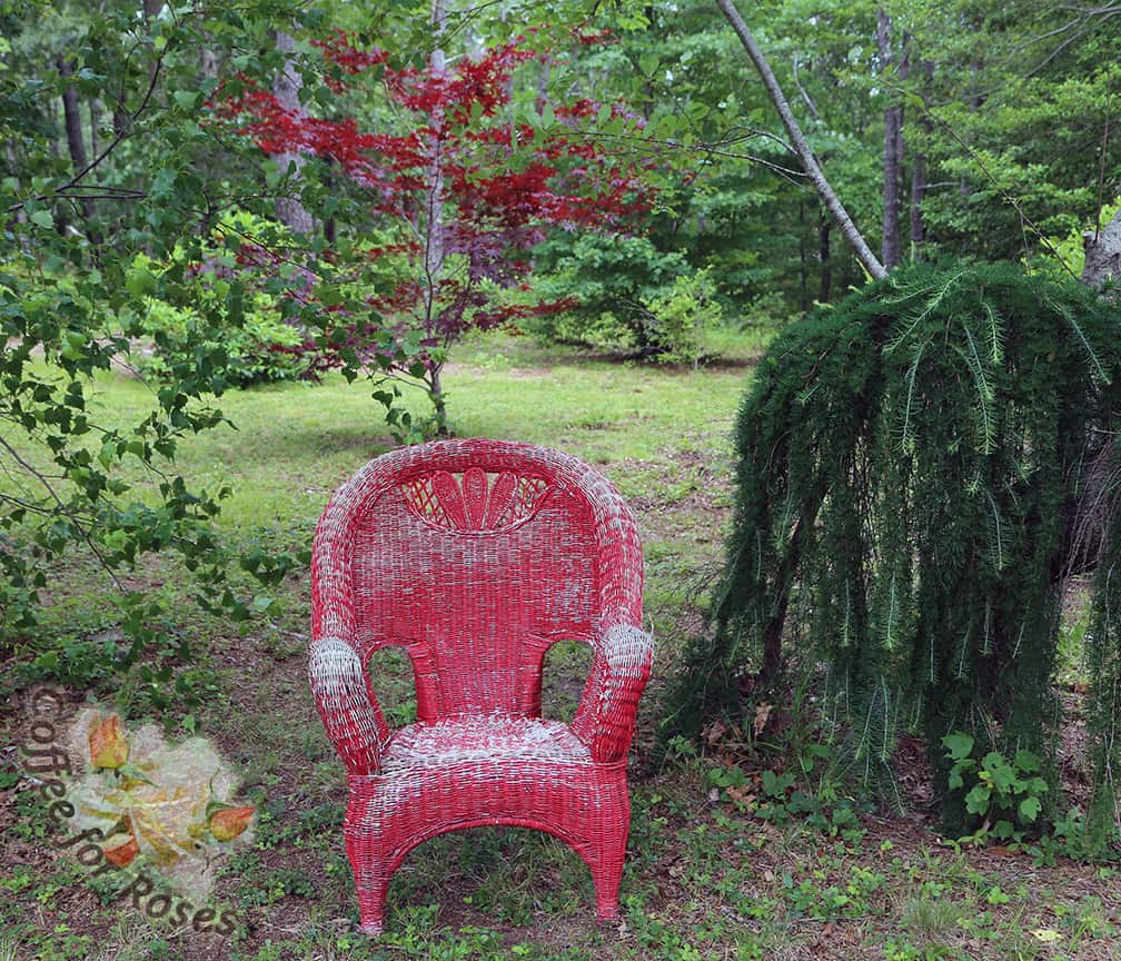 I decided to place this chair on the path going down to the lake. I have a very funky weeping larch that is planted against an equally quirky choke cherry tree. On the left is a clump of birch and behind these two grows a small red-leaf maple. It was the perfect location for a piece of garden art.