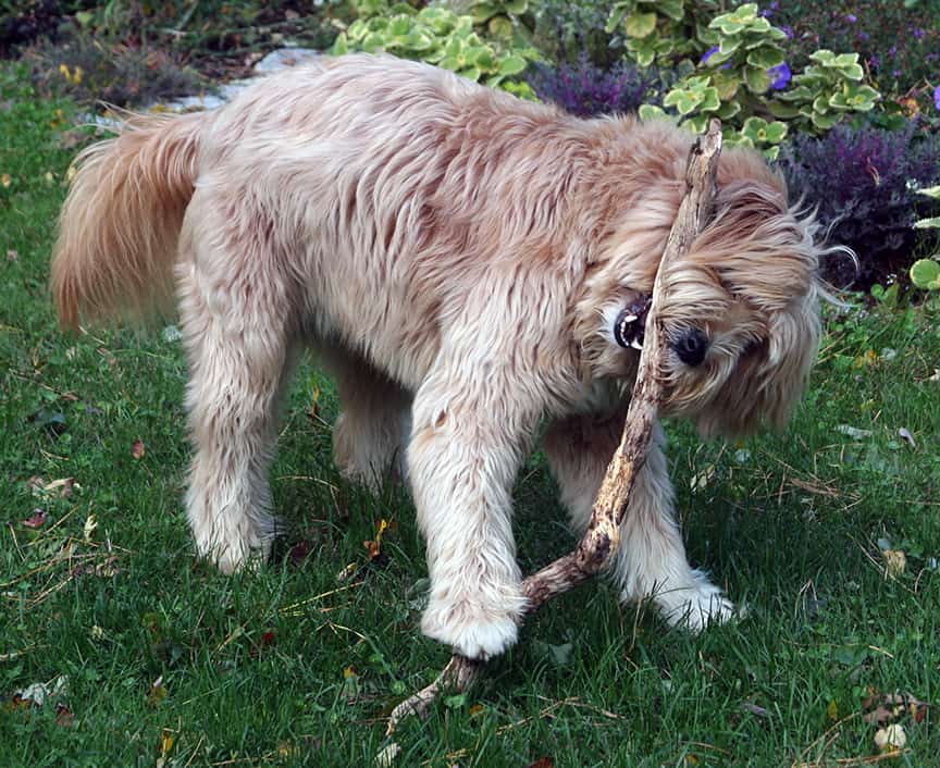 Riley loved his sticks.