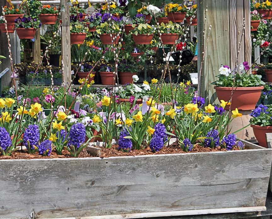 Many forget that their window boxes and other containers can be filled with heart-lifting spring color early in the season. Most garden centers have potted bulbs early in the spring - find some that are just beginning to show color and plant them in your containers for a long-lasting spring display. The folks at Russells added pussy willows to this box which is a great vertical element.