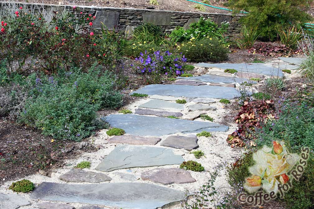 Here is how my walkway looked the summer I built it. The stepping stones were placed on a thick bed of sand so naturally I wanted to fill in those cracks as quickly as possible! At the end of the summer (or maybe it was fall!) I planted Sedum album 'Coral Carpet' as you see here. 