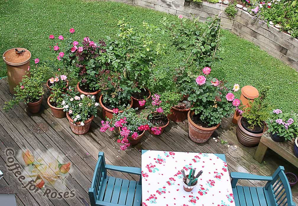 This potted rose garden creates a nice transition from the deck to the lawn.