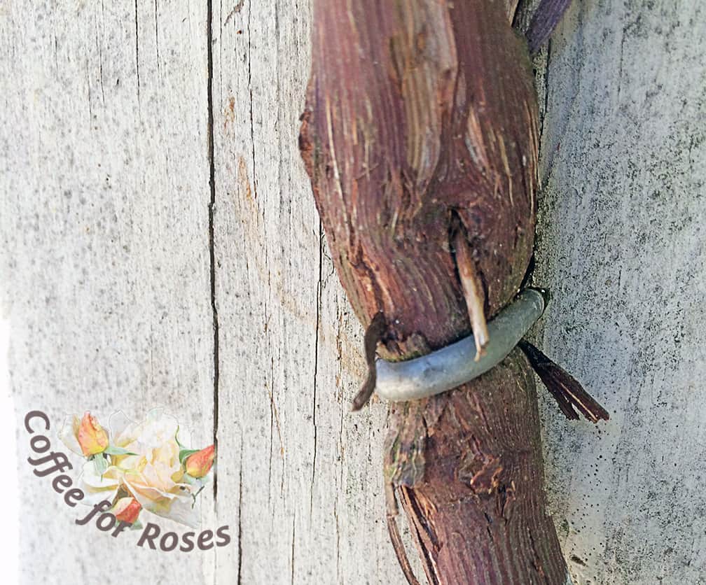 My husband and I put these staples on our arbor to support our new grape vines five years ago. This year I took a close look and YIKES! The were in danger of dying.