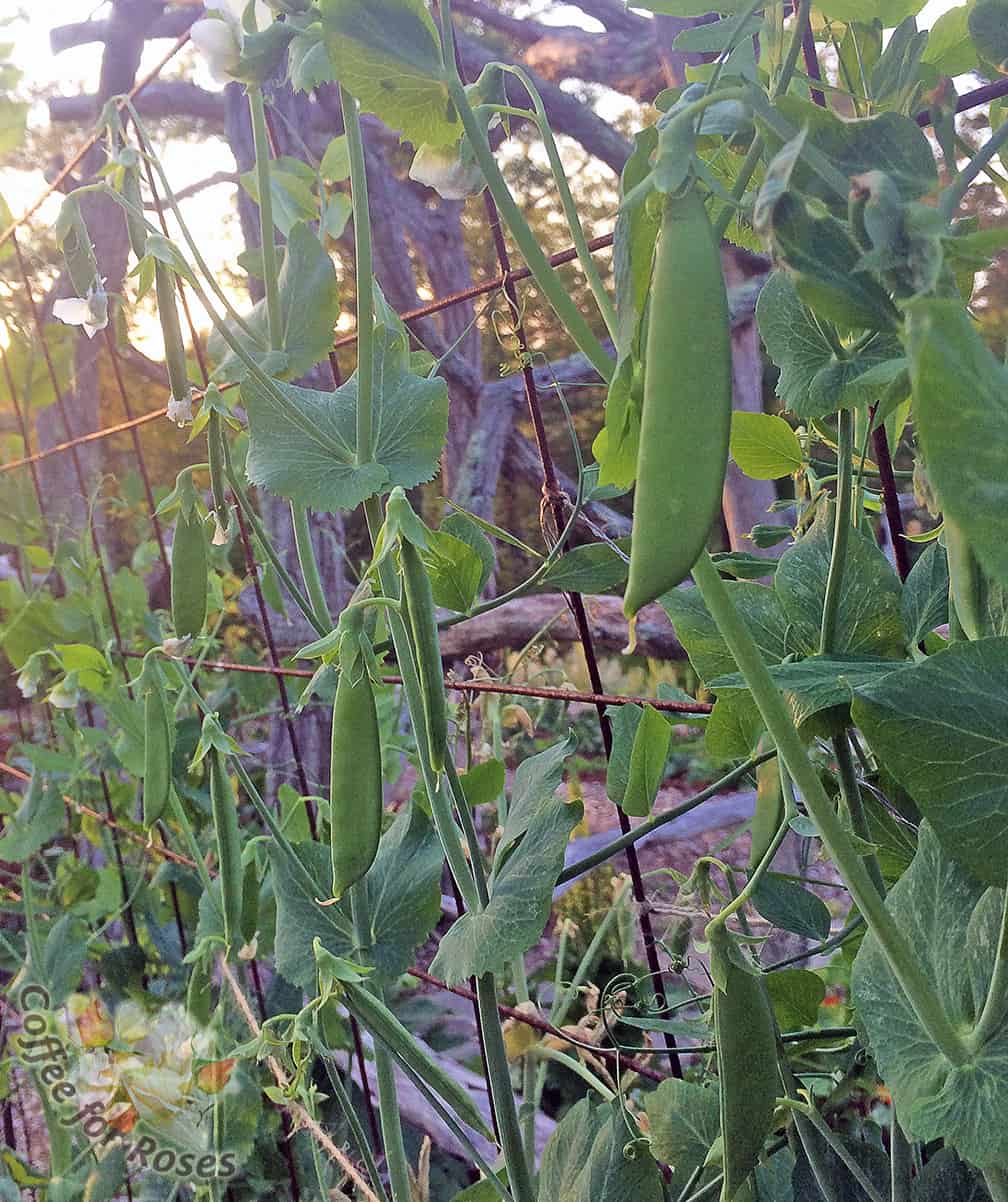 Be sure to grow sugar snap peas on a support that is at least 5 feet high. 