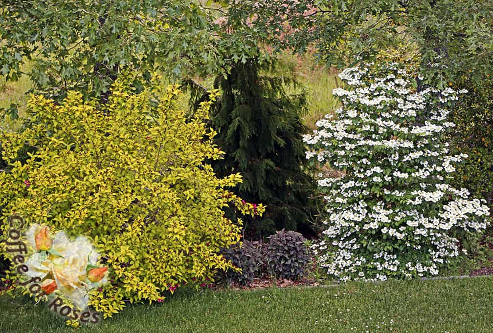 I have 'Summer Snowflake' on the edge of the yard in front of a weeping Alaska cedar and to the right of a Weigela 'Rubidor' so there is not only flowering but great foliage color and contrast.