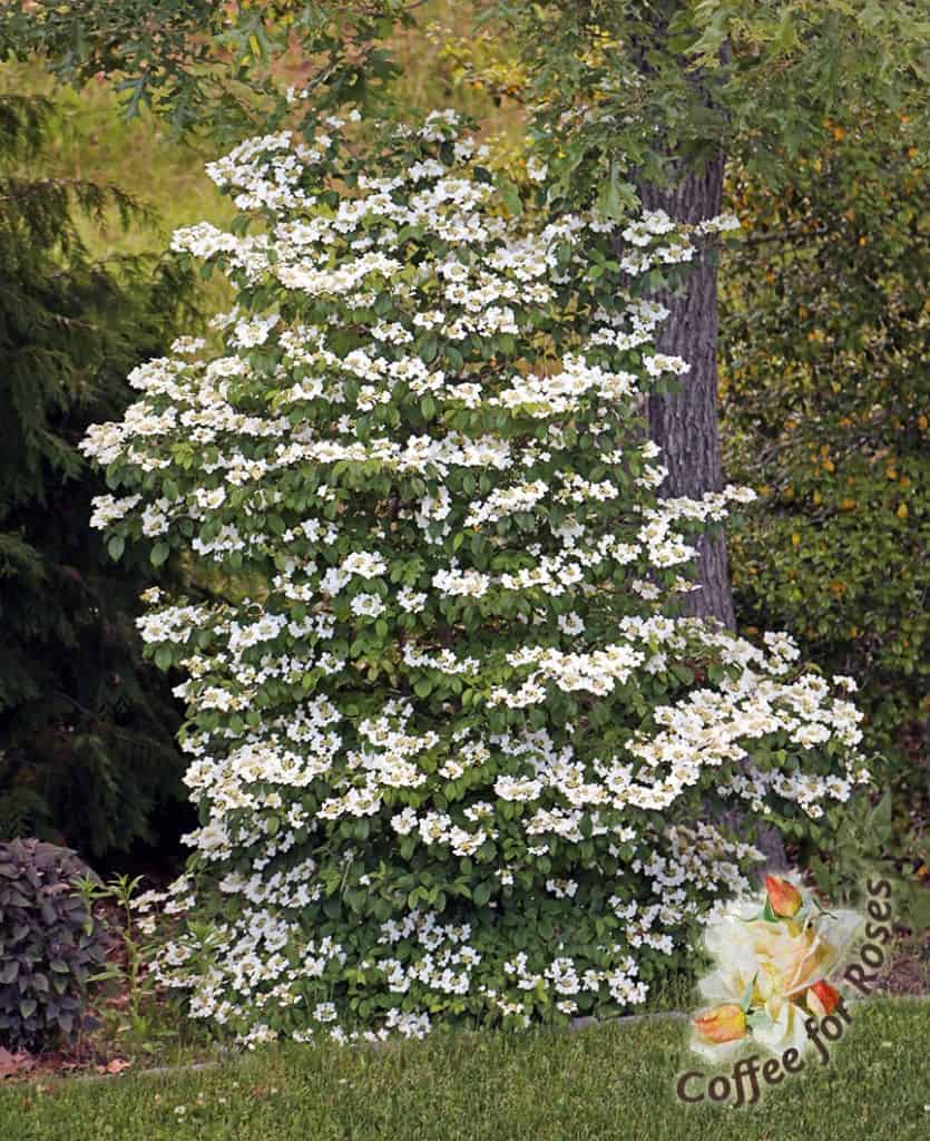 Who can't use a narrow shrub that flowers like this and then puts out repeat blooms later in the summer?