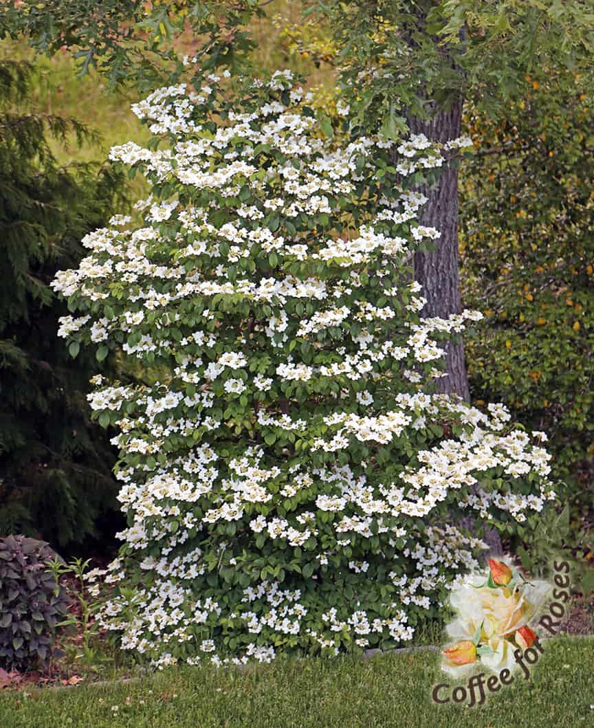I Love Summer Snowflake Viburnum