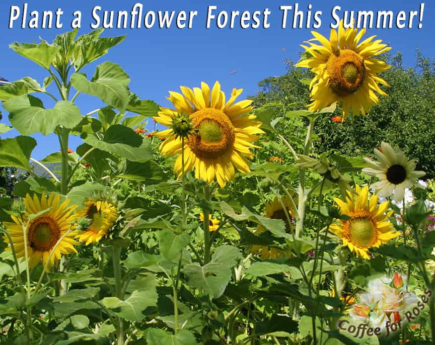 Plant Sunflowers This Summer